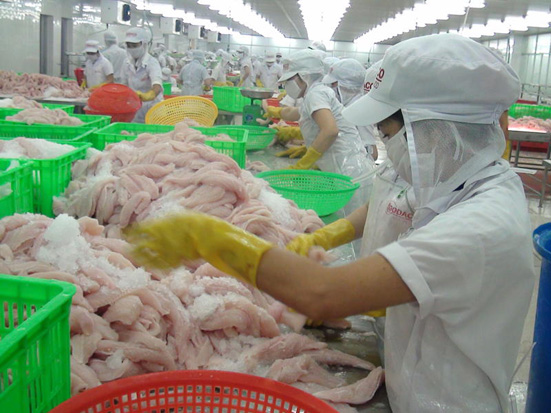 Người nuôi vẫn lo dù giá cá tra tăng cao 
